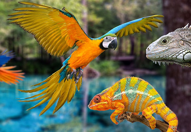 Exotics, Pocket Pets, Avian