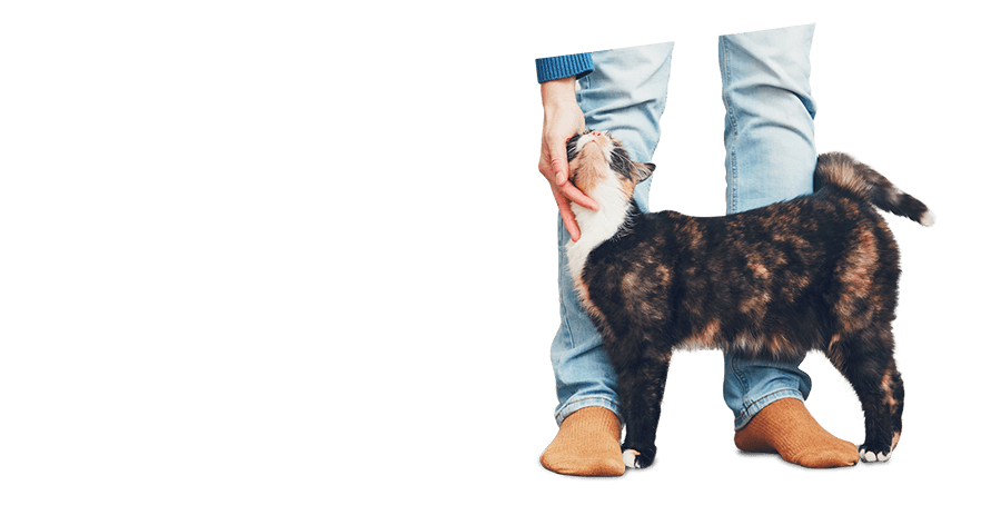 Veterinarians in Lake Worth | Animal Clinic of West Lake Worth